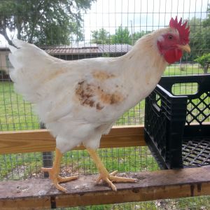 Gold Sex Link Rooster | BackYard Chickens - Learn How to Raise Chickens