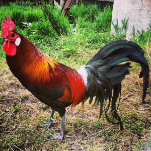 Chicken Joe, Phoenix rooster adopted from the local feed store
