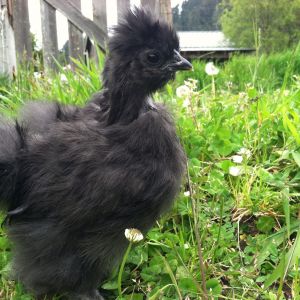 Silkies have recently become my favorite breed! They are so docile and sweet.