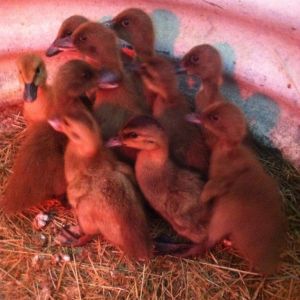 My first ever ducklings,  khaki Campbell's and golden 300s