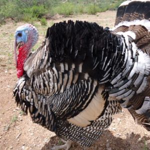 This is Mr. Henry my Narragansett 2 year old Tom