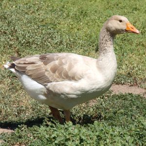 Ideal Buff goose