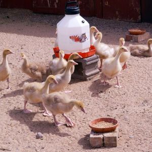 Goslings--there are some Pilgrims in this batch which I raised for a family member