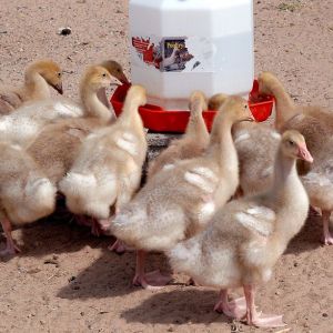 Goslings