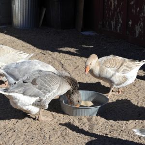 The flock at feeding time