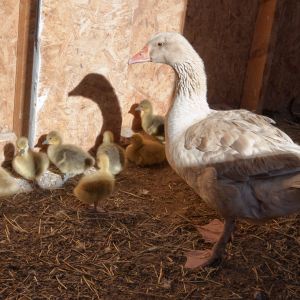 Buff with newly hatched goslings; I close them up in the main coop until they are strong on their legs and ready to meet the flock.