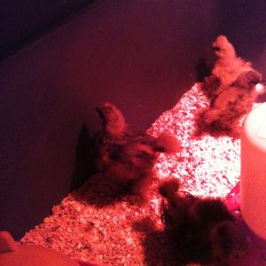 Silkie Chicks (Blue, Black, & White) *about 1 month old