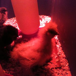 White Silkie Chicks *about 1 month old