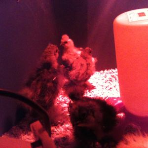 Silkie Chicks (Blue, Black, & White) *about 1 month old