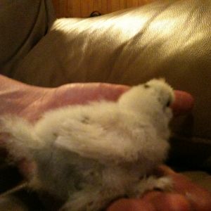Painted Silkie Chick *about 2 weeks old
