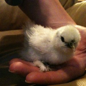 Painted Silkie Chick *about 2 weeks old (my favorite)