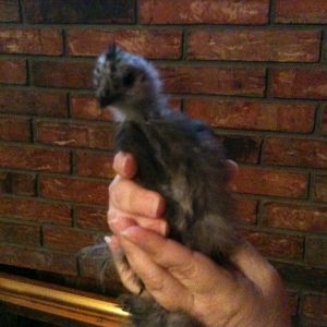 Blue Silkie Chick #1 *about 1 month old