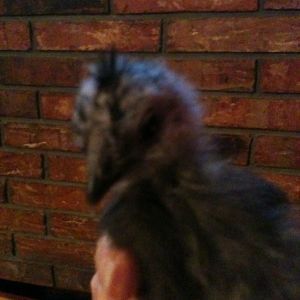 Blue Silkie Chick #1 *about 1 month old