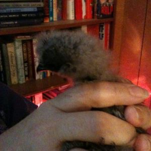 Blue Silkie Chick #2 *about 1 month old