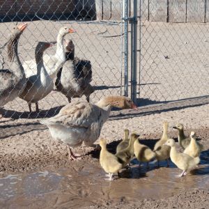 The flock greets the new goslings. I always keep the new goslings and their mother separate from the rest of the flock when I introduce them. If I didn't, the goslings would get roughed up by the curious flock members.