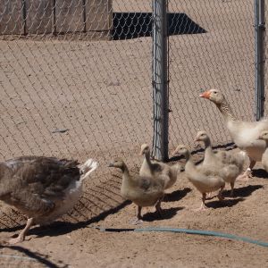 The family on the move--Papa Tuck and mama Tabi