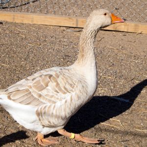 Ideal Buff goose