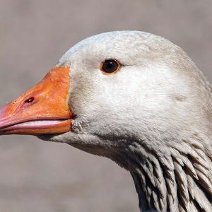 Buff goose