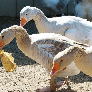 Gettin' into trouble--don't leave an empty paper feed bag where geese can reach it!