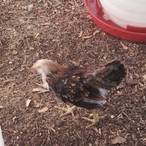 This chick was yellow and now has vibrant colors. Fluffs out its feathers and struts around so I'm assuming it's a rooster.