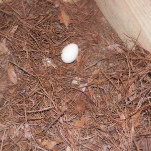 My 1st pea egg
