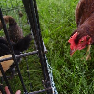 Demi saying hello to the chicks!