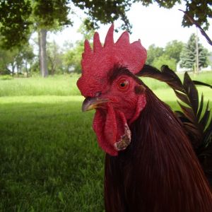 Randy, the "alpha" of the flock.