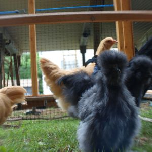 Chipper by chipmunk silkie.  Such a sweetie, and just about purrs her heart out to you!