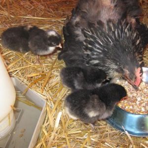 Allow me to introduce the newest additions 4 lil chicks born June 6, 2013