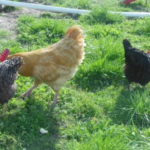 The chickens