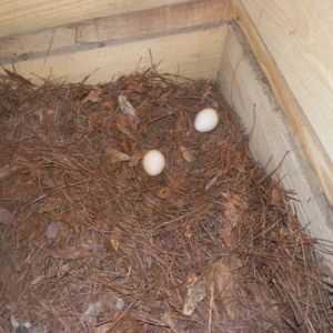 Day 3 another egg June 9 213