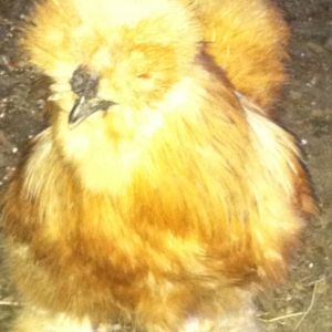 Buff Silkie Roo guarding his territory.