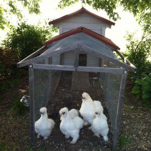 A White Roo and his girls.