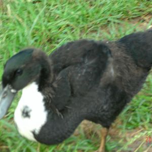 Black Swedish Duck (6weeks old)