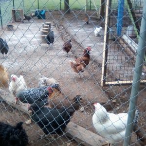 Chickens in their run.