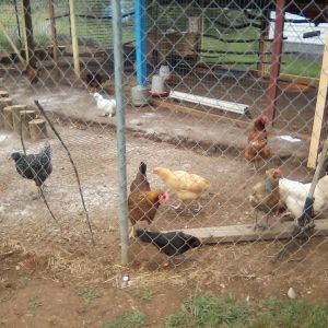 Chickens in their run