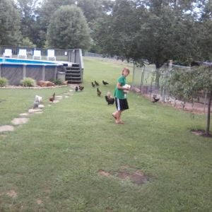 Grandson letting chickens out to graze.