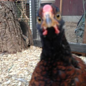 Blue laced red cockerel