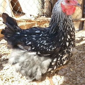 Silver Laced Wyandotte