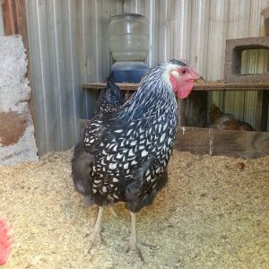 Silver Laced Wyandotte