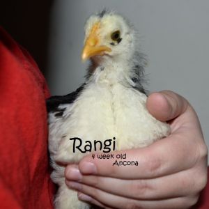 Rangi the Ancona - 4 weeks old