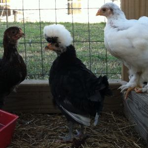 Our Partridge and White Cochins and Margo our Pollard