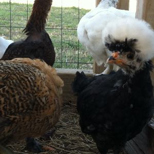 Lizzy our Pollard the kids call them our Punk Rocker Chickens