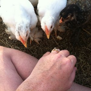 They have figured out my ring these two love pecking my ring when I go in the coop