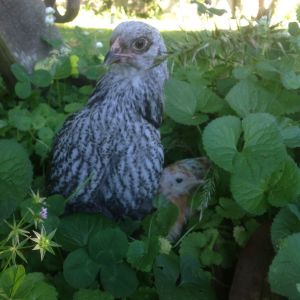 Keavy (green-eyed Brahma pullet)
Peanut & Butterscotch (calico Cochins with green eyes)