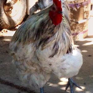 My 8 month old Splash Orpington rooster, Hercules!