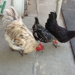 Hercules and the girls!