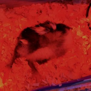 This was how we found it.  Lying flat on its back, unable to right itself.