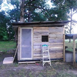 *We put screen and welded wire on our coop door for now for ventilation we will add screen to the two windows and the eves. This fall we will cover all the windows and the doors and eves. But here in Alabama it is so hot and humid the birds need all the air they can get!