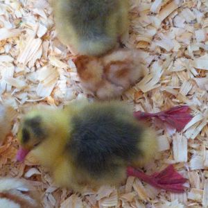 Resting gosling